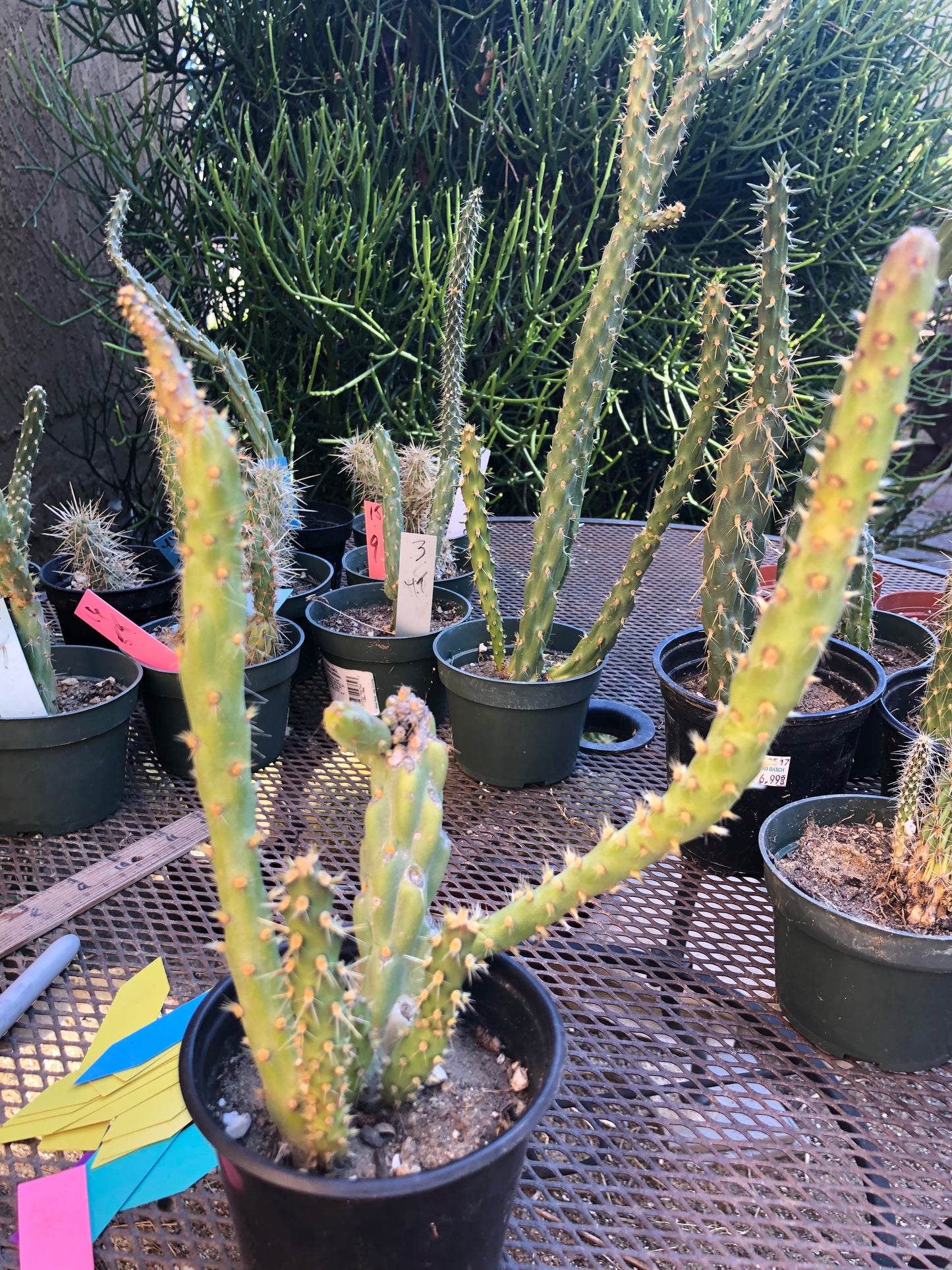 Cylindropuntia imbricata Buckhorn Cholla 9”Tall #7R