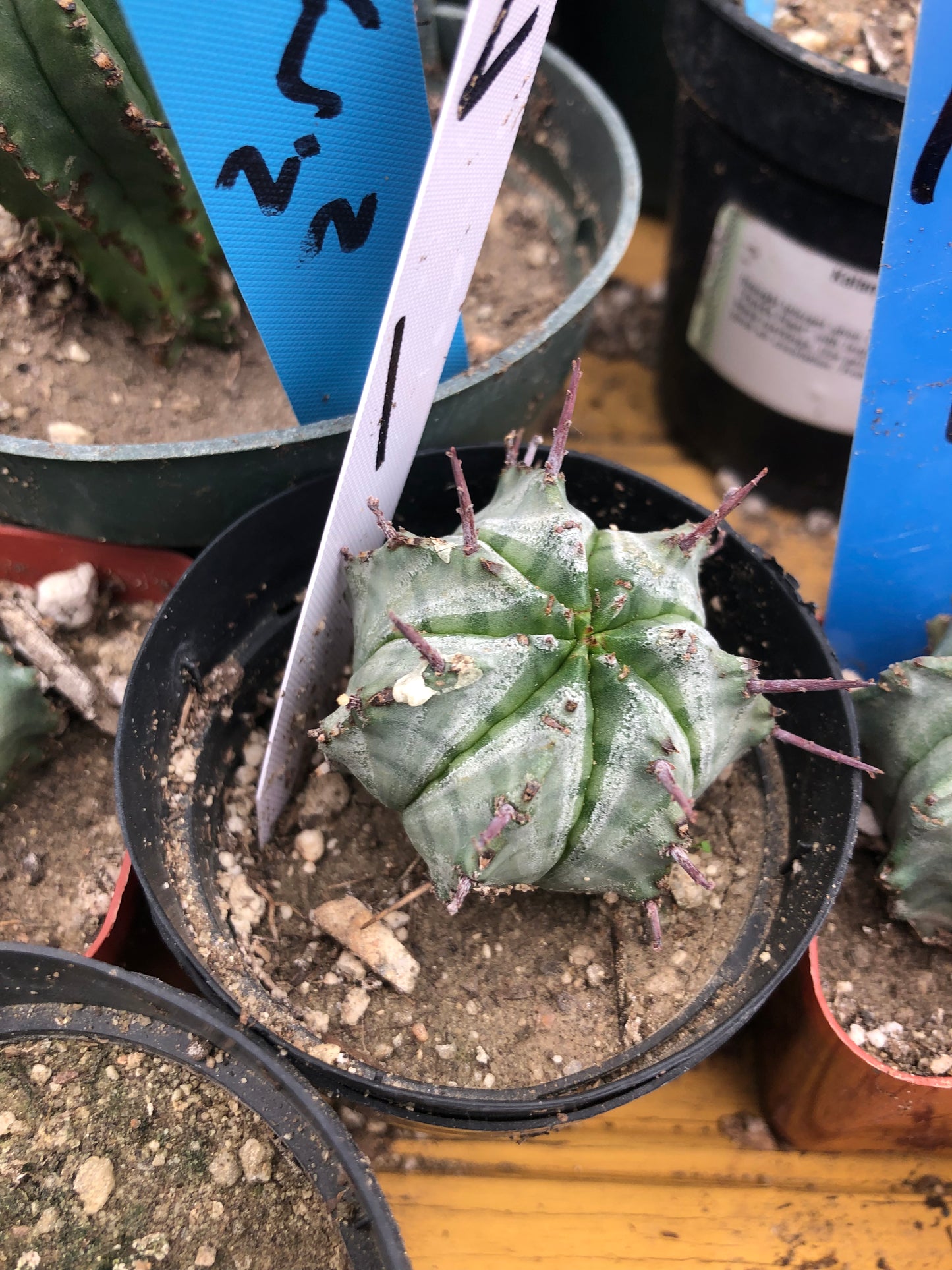 Euphorbia horrida major nova 1" Wide #2W