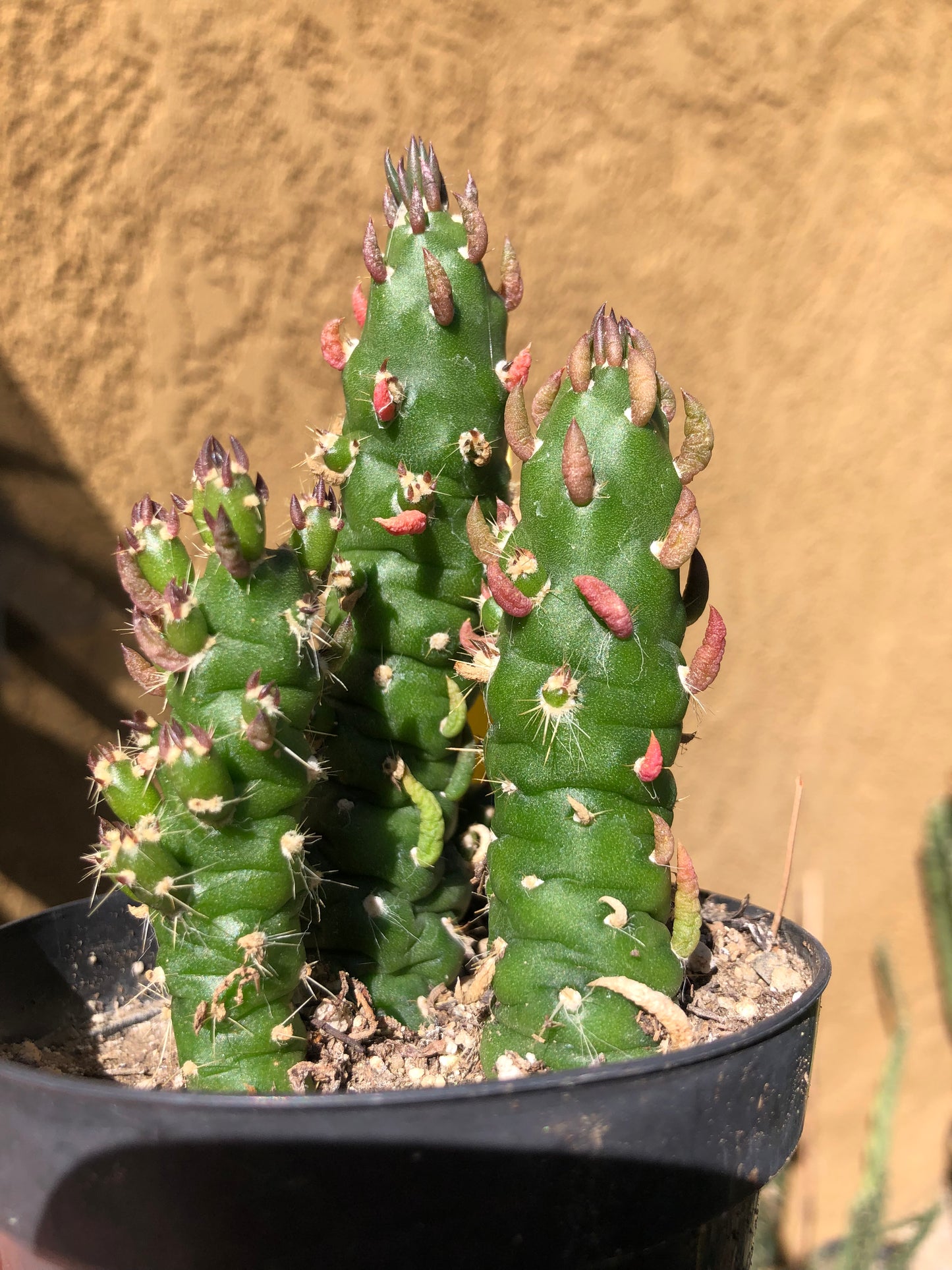 Austrocylindropuntia Cactus Gumbi Mini Eve's Needle 3.5"Tall #7Y