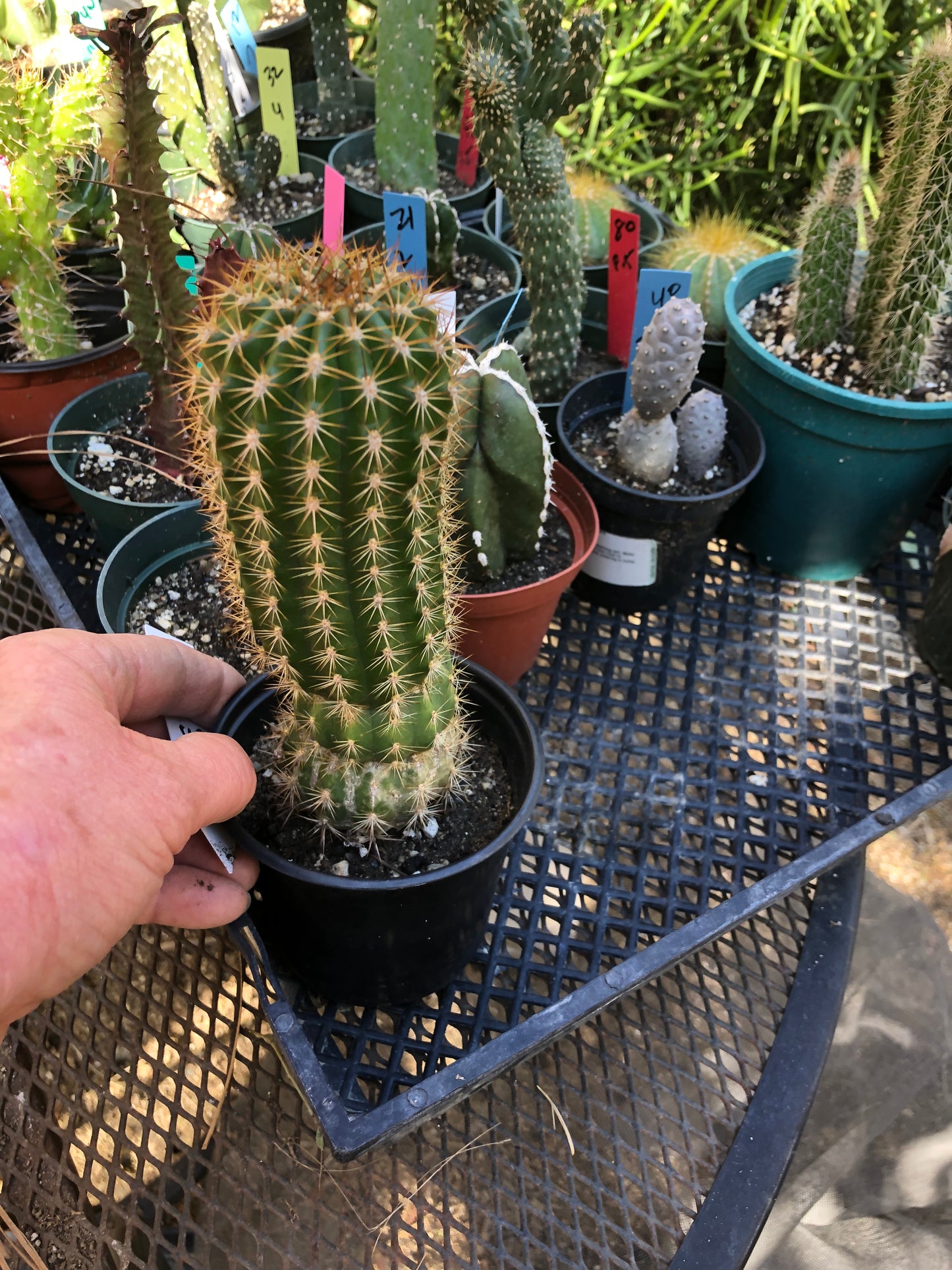Trichocereus grandiflorus Torch Cactus 8" Tall #8W