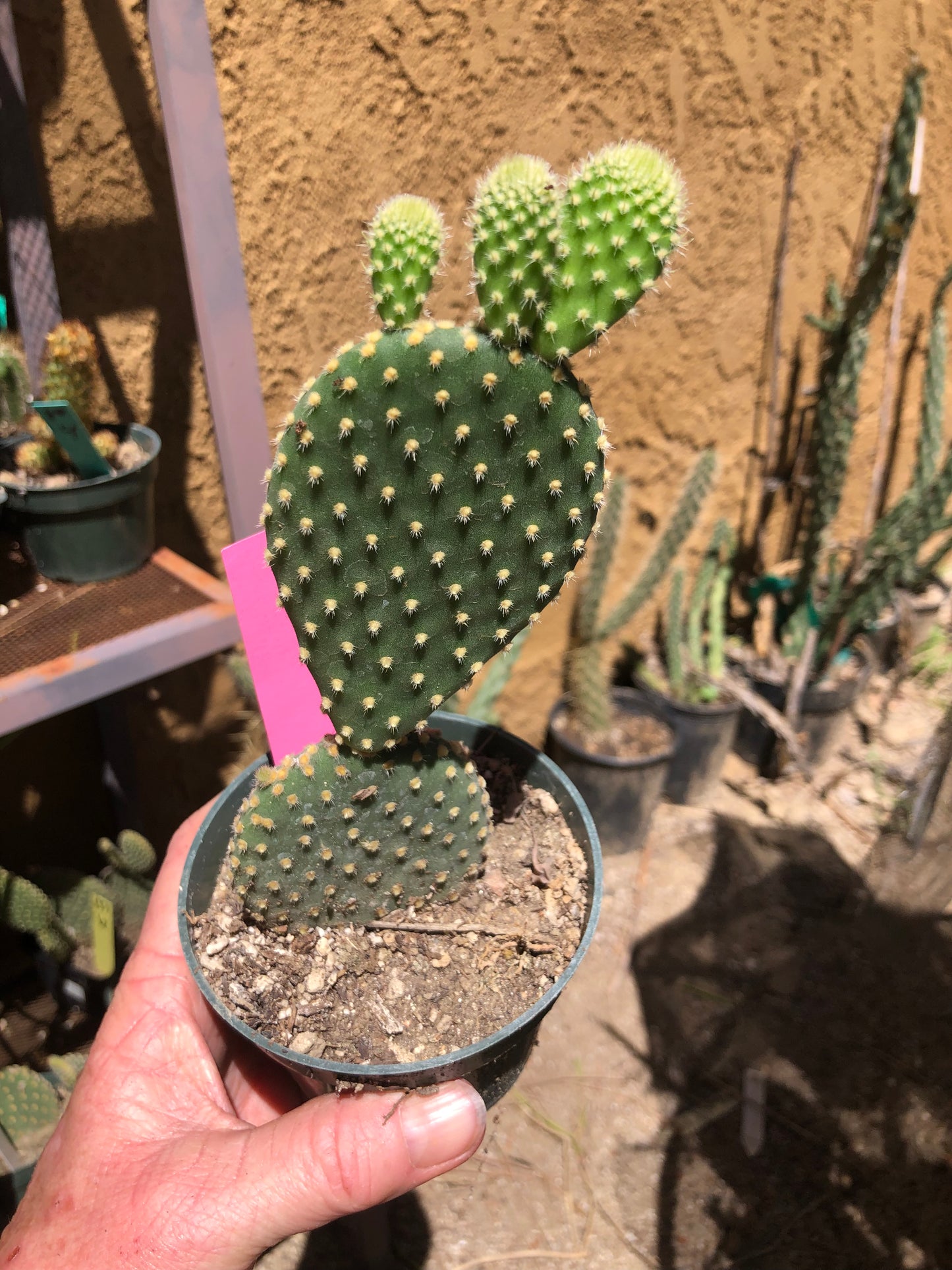 Opuntia microdasys Off White Bunny 7"Tall #133P