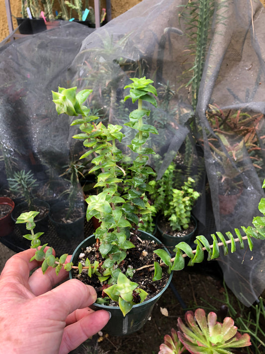 Crassula perforata Variegata String of Buttons 7"Tall #3W