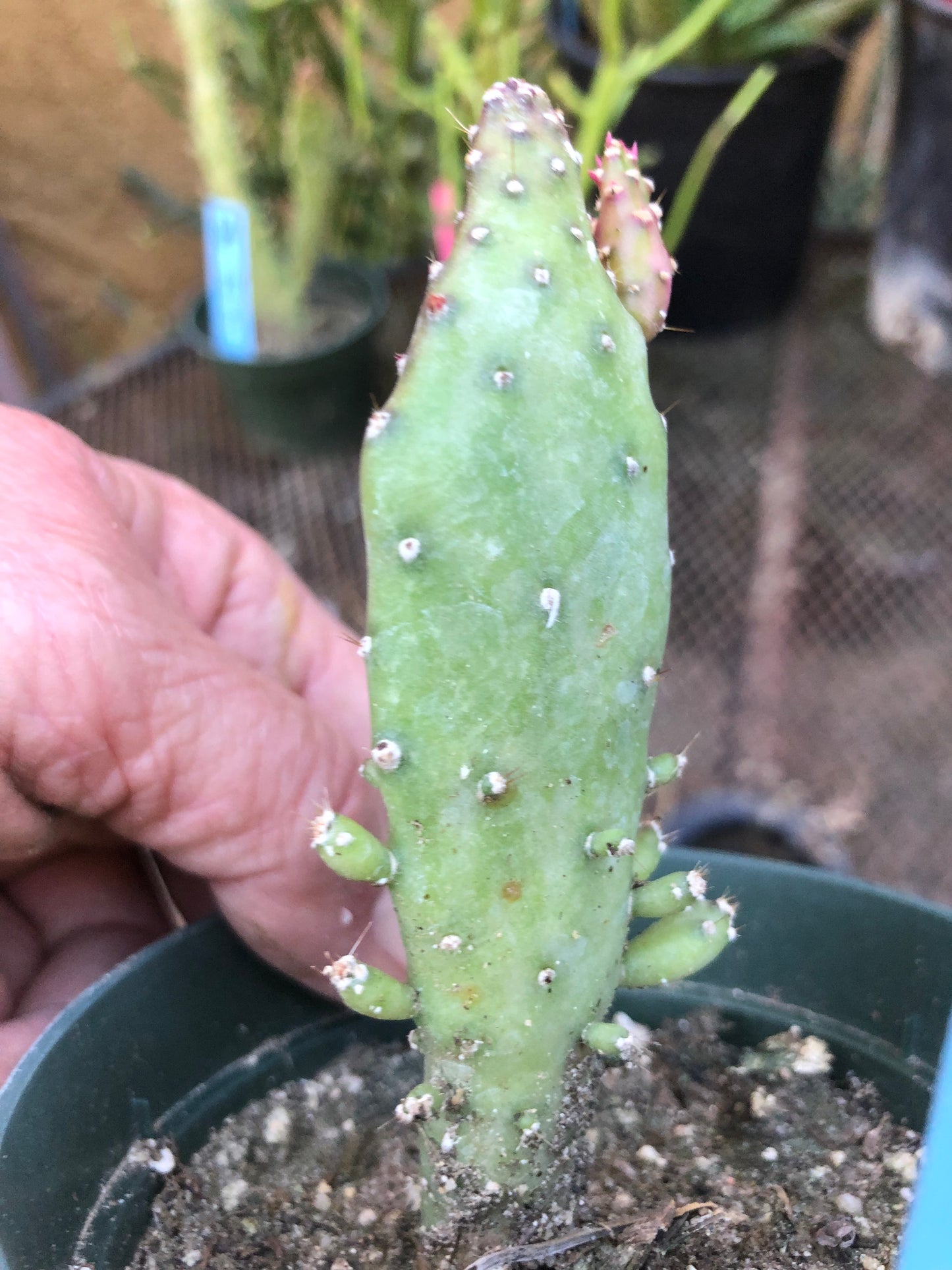 Opuntia monacantha  "Joseph's Coat" Cactus 4"Tall 1.5"Wide #54B
