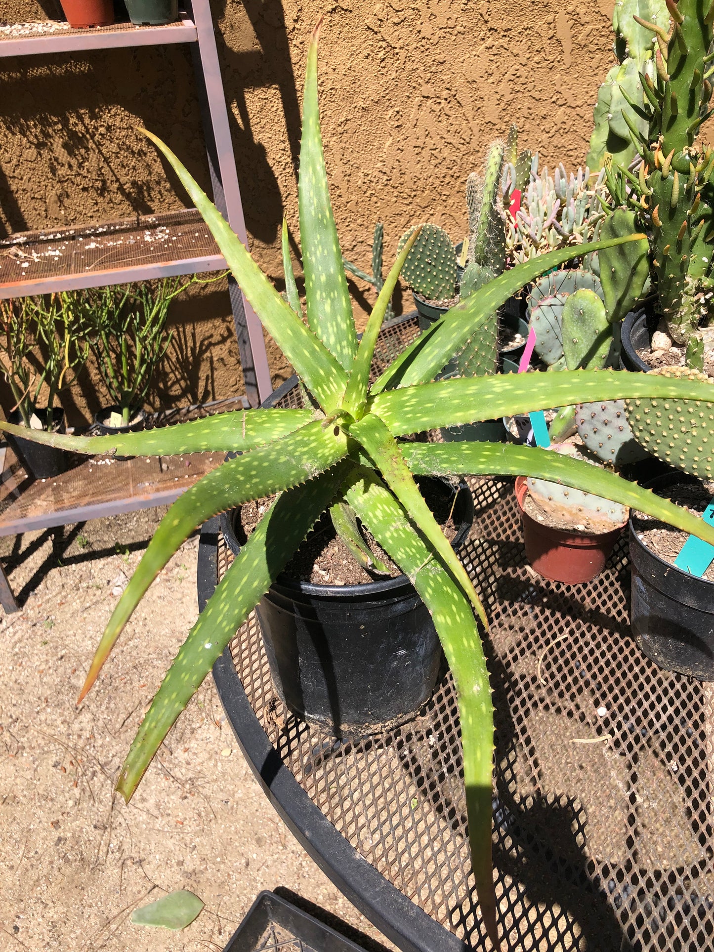 Aloe dorotheae 12" Tall 19" Wide #191Y