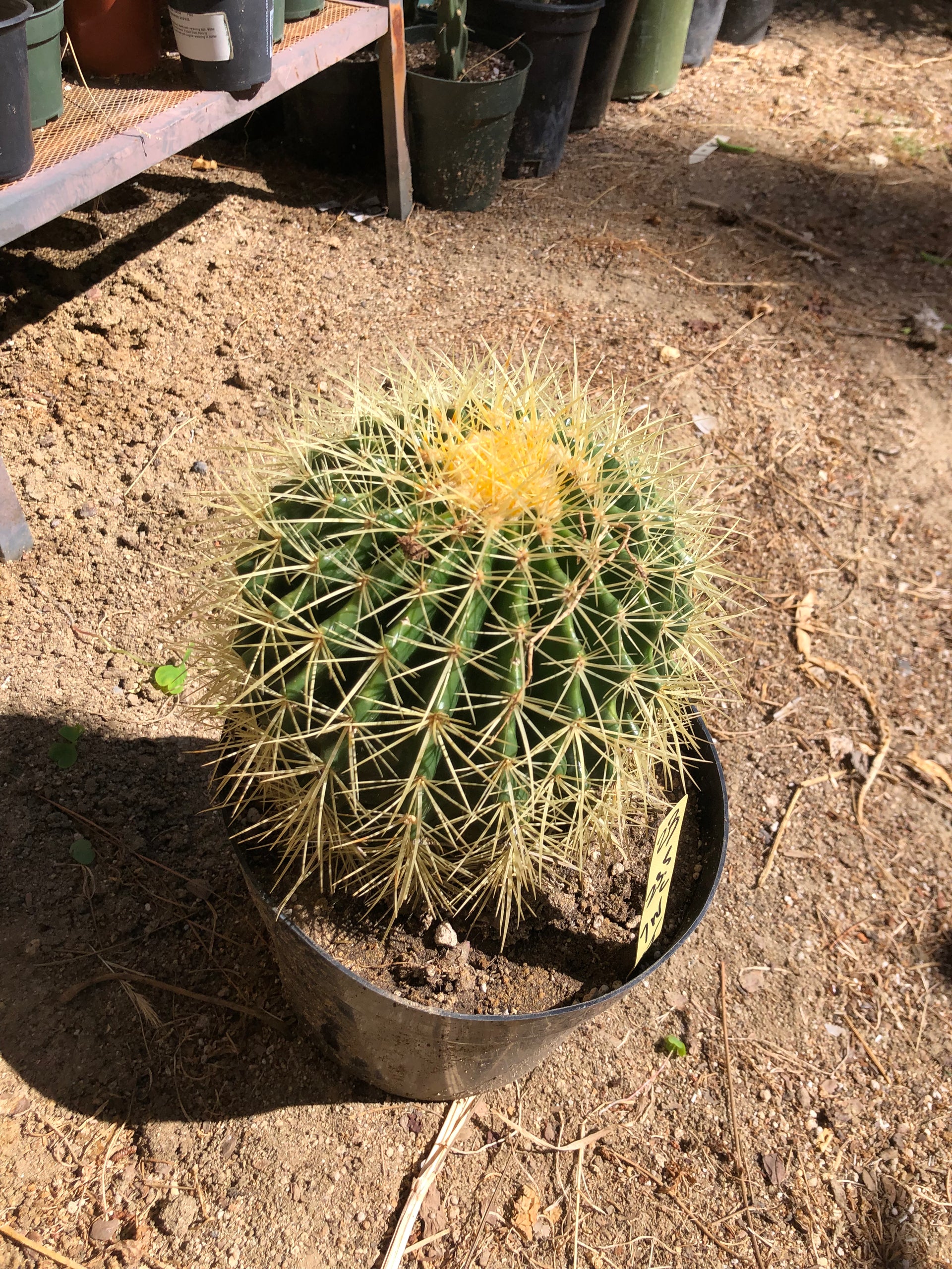 金鯱（Echinocactus grusonii） image_4d8b8340-d152-469c-a23f-