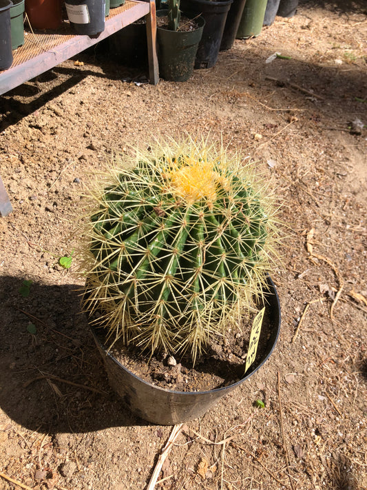 Echinocactus grusonii Golden Barrel 7"Wide #23Y