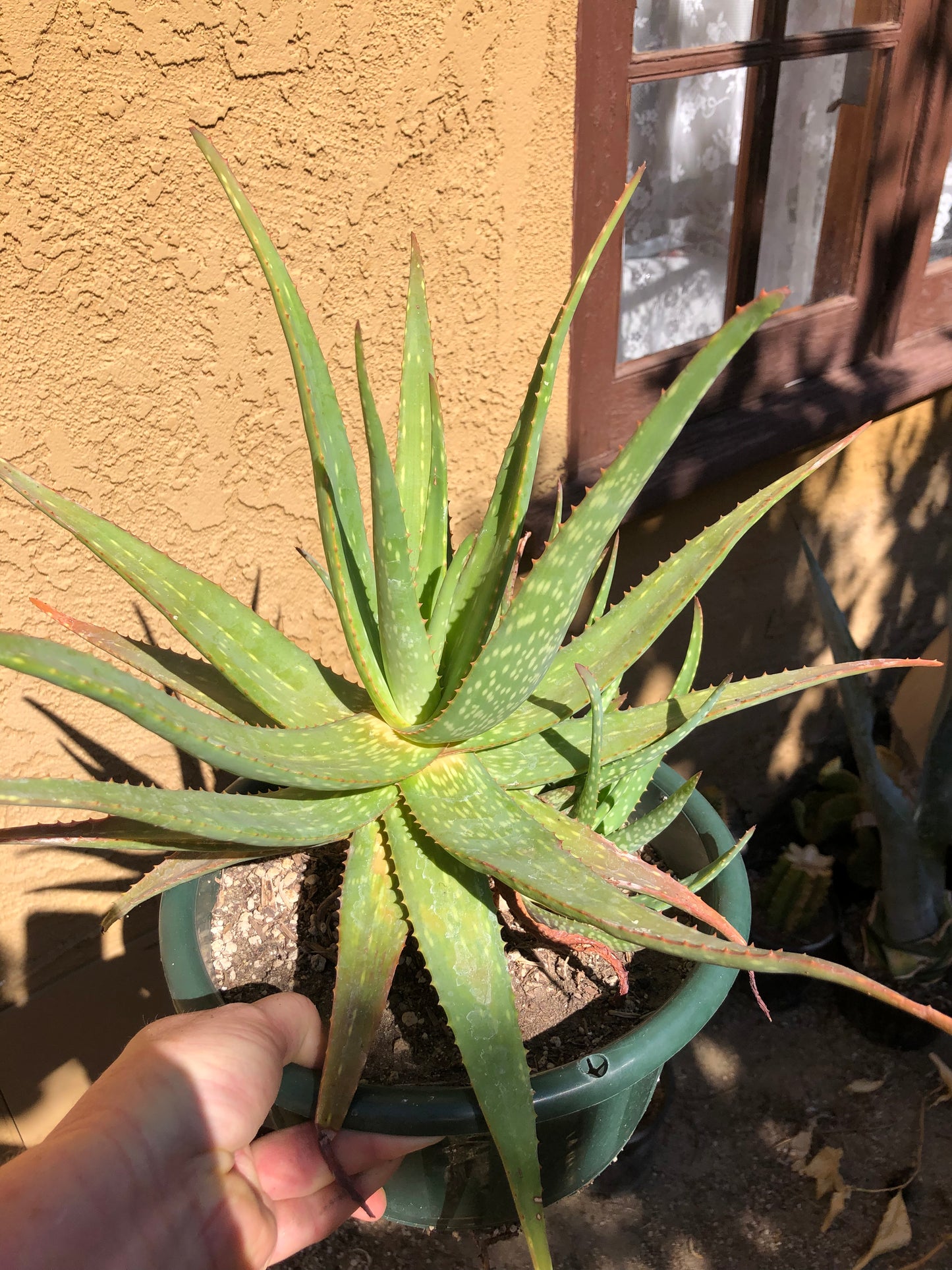 Aloe dorotheae 18" Tall 21" Wide #1G
