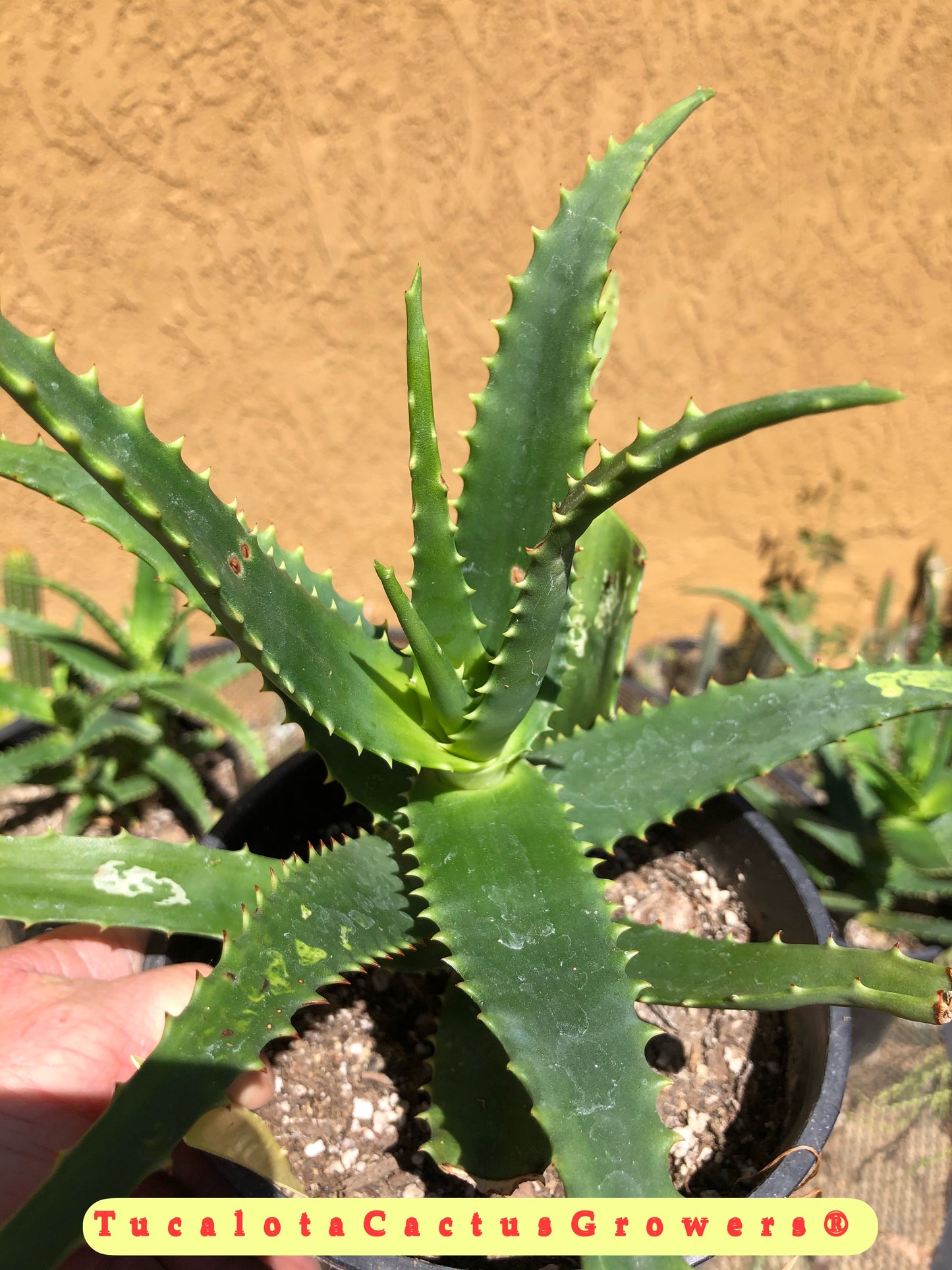 Aloe congolensis Congo Hybrid 8”T 11"W #14Y