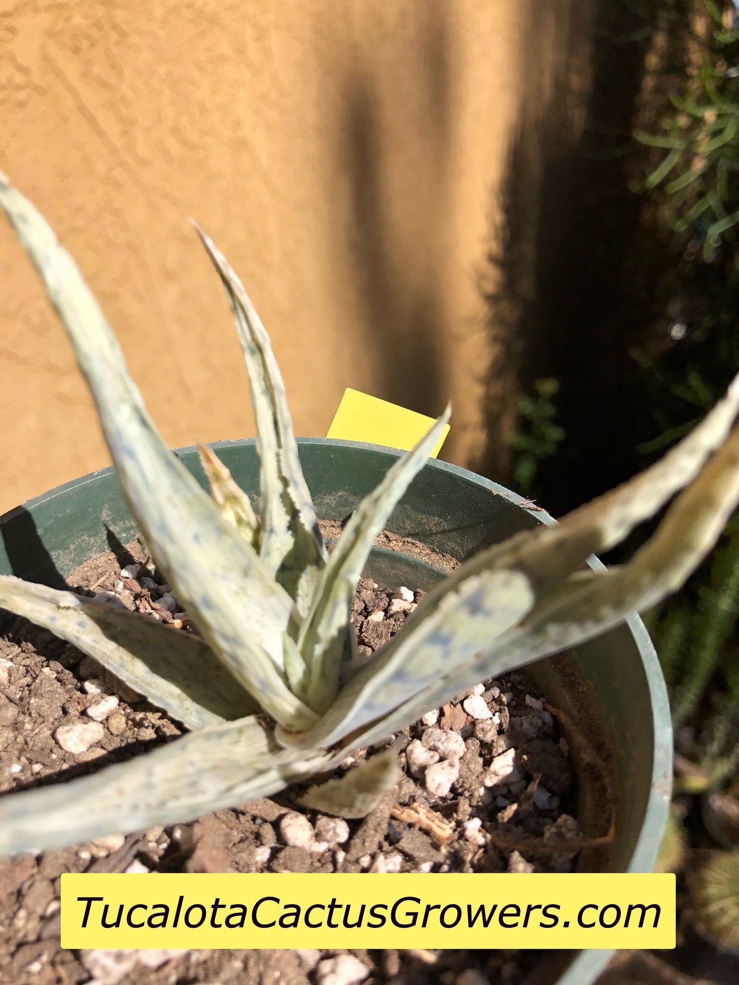 Aloe Hybrid Snow Drift 3”W #1Y