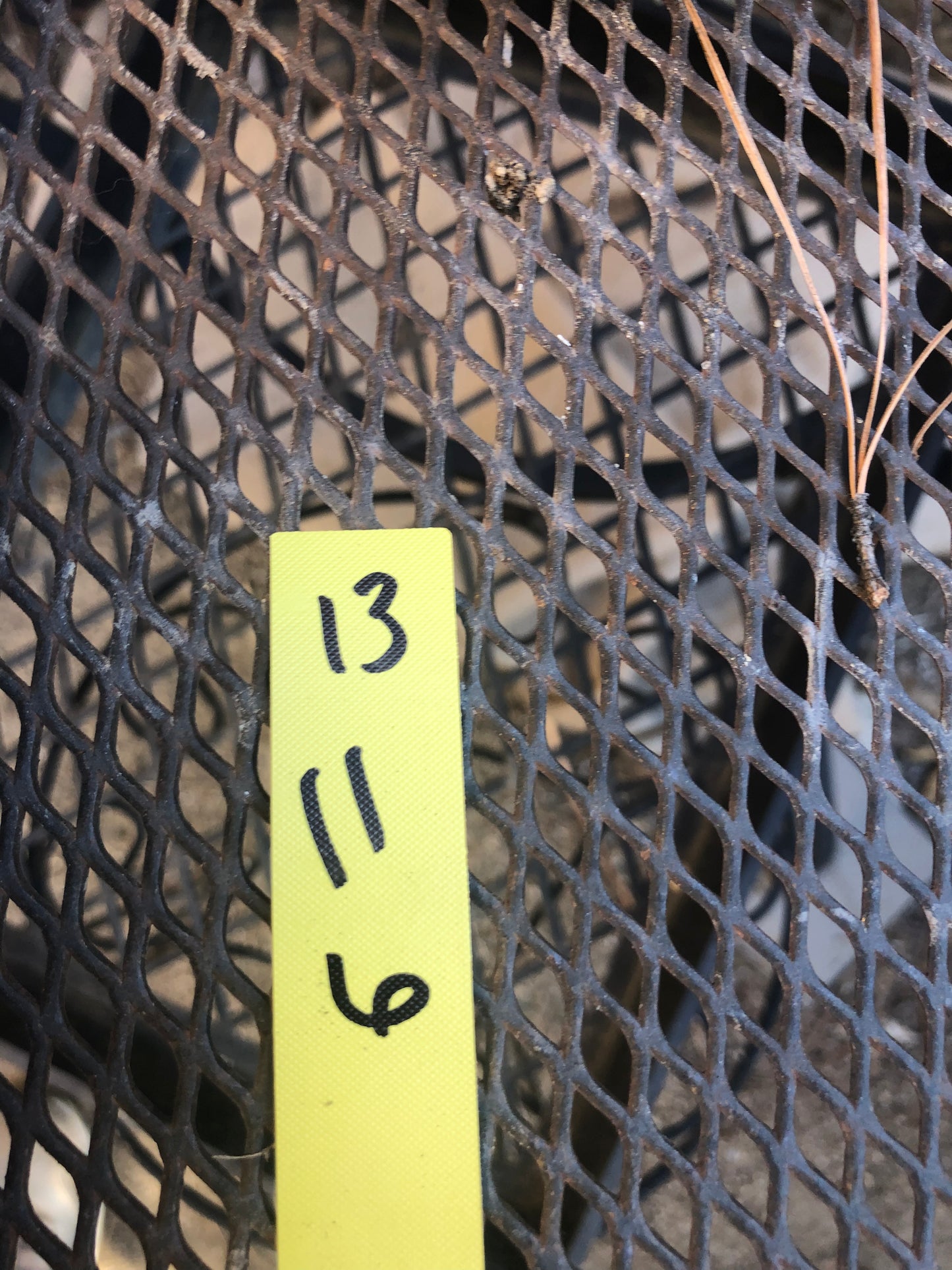 Cylindropuntia imbricata Buckhorn Cholla 11”T #13Y