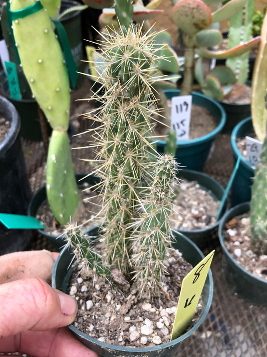 Cylindropuntia imbricata Buckhorn Cholla 6”Tall #8Y