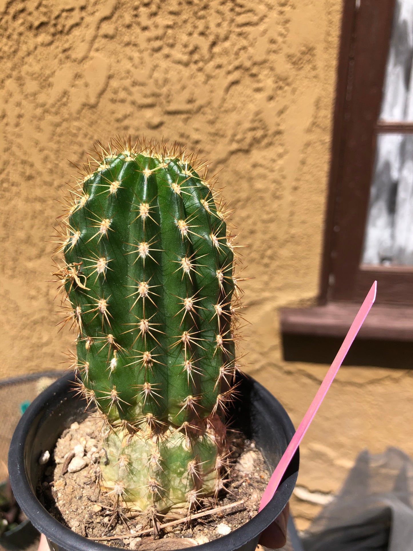 Trichocereus grandiflorus Torch 5” Tall #11P