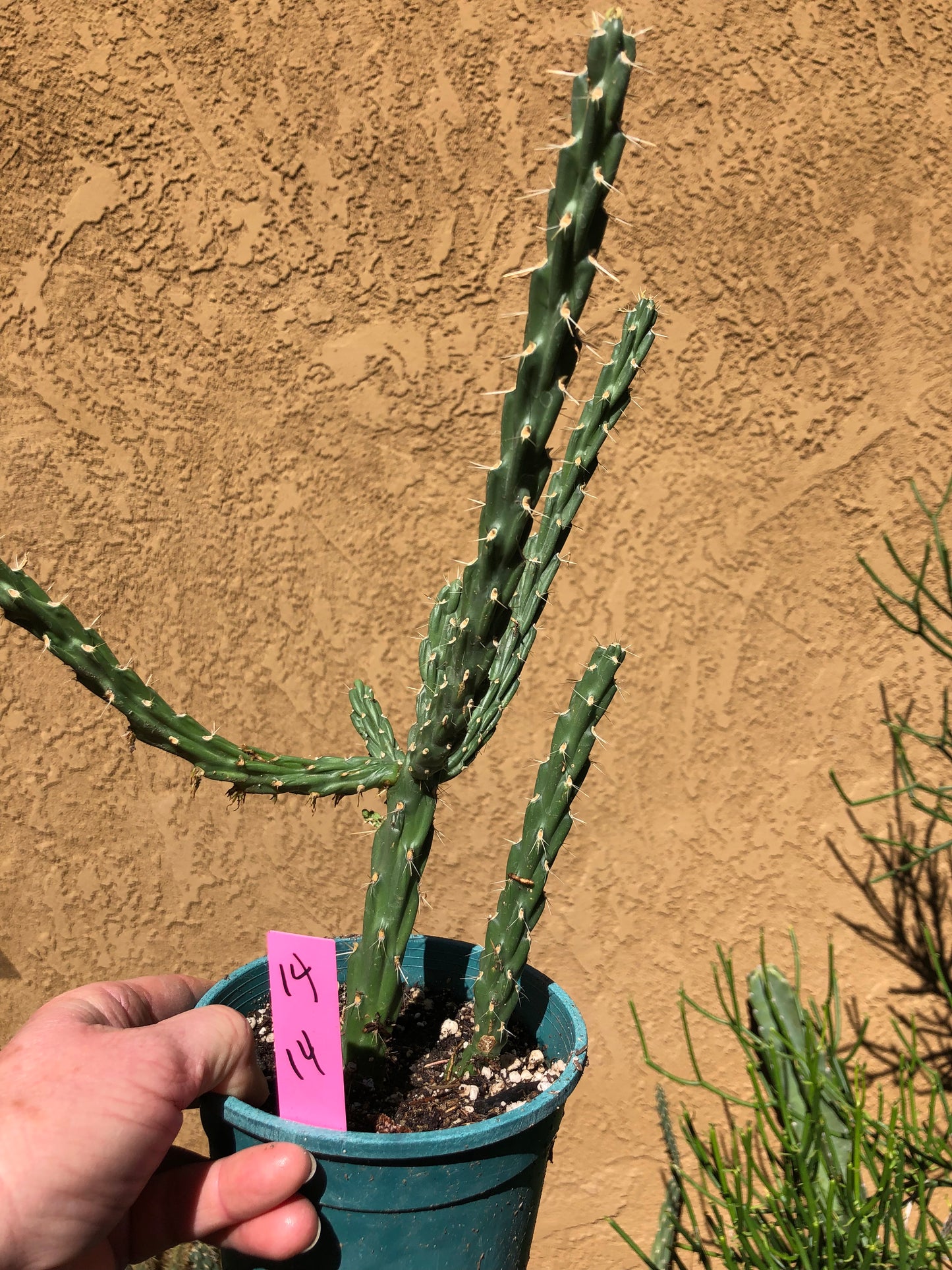Cholla Cylindropuntia Imbricata  Buckhorn 14”Tall #14P