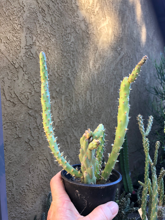 Cylindropuntia imbricata Buckhorn Cholla 9”Tall #7R