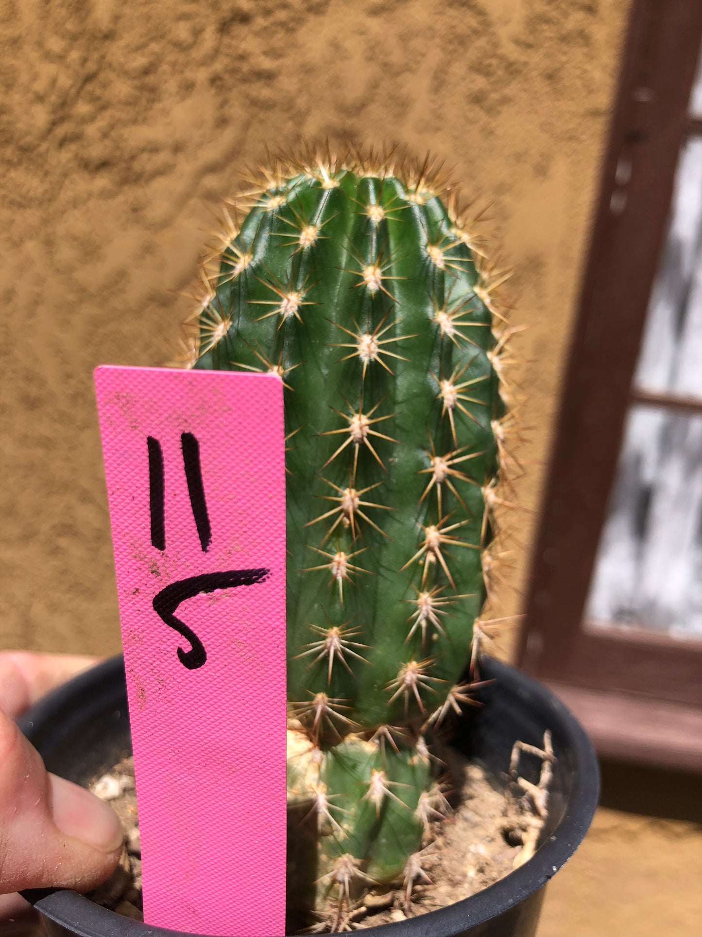 Trichocereus grandiflorus Torch 5” Tall #11P