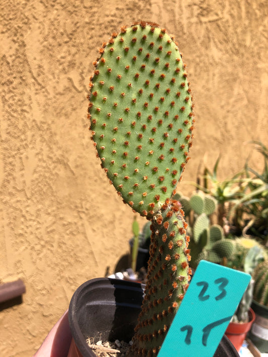 Opuntia microdasys Cinnamon 7"T #23G