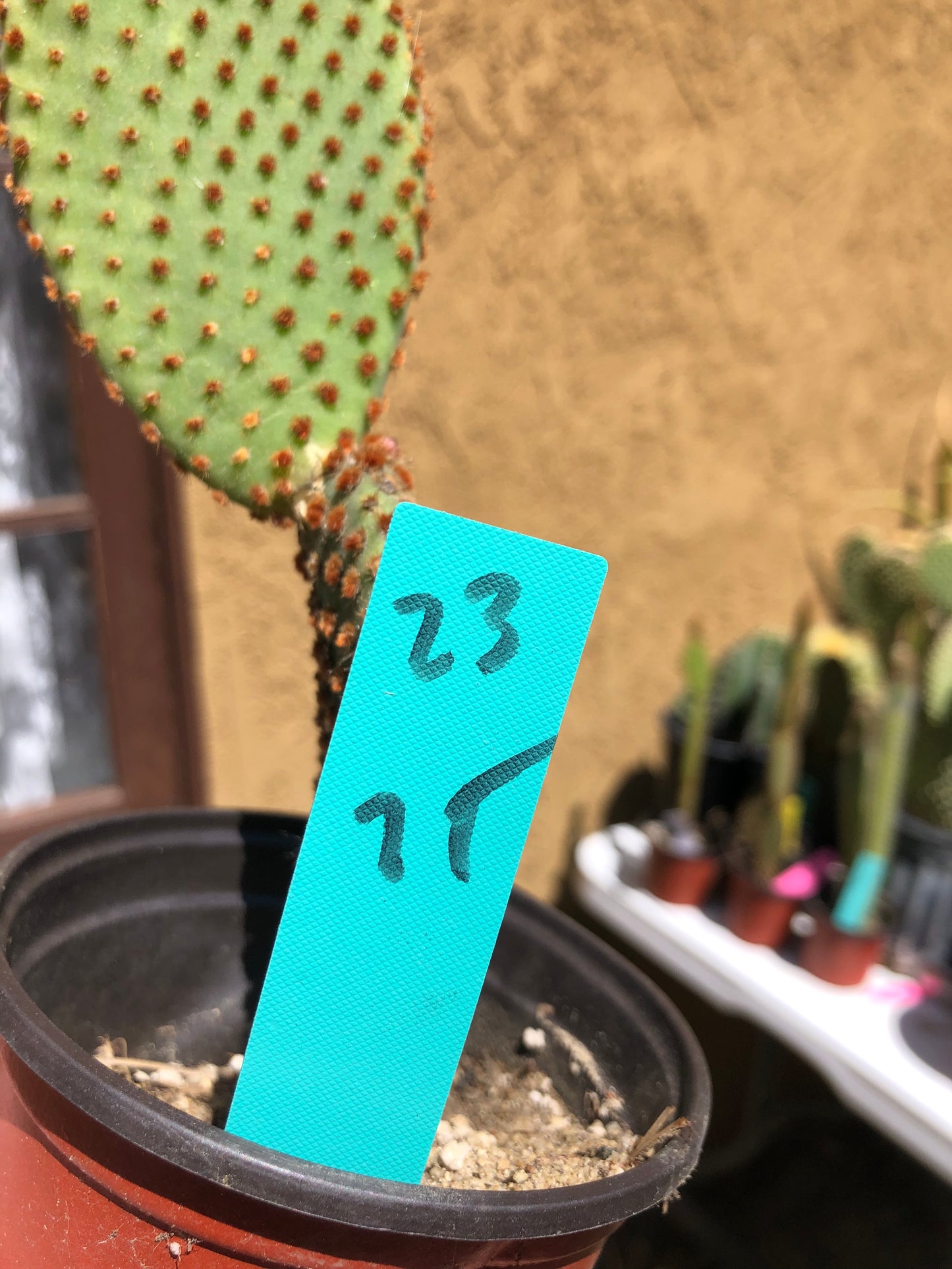 Opuntia microdasys Cinnamon 7"T #23G