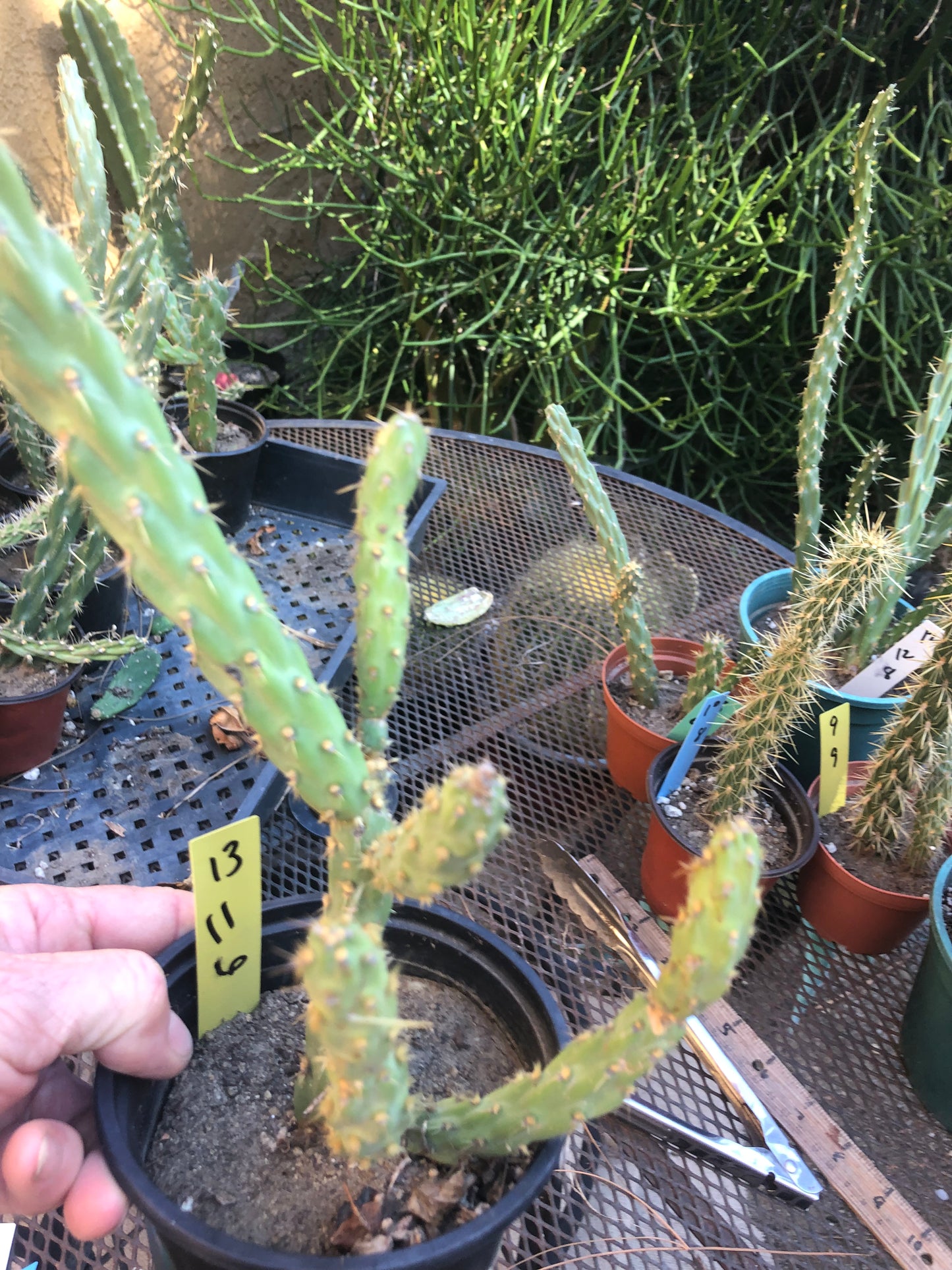 Cylindropuntia imbricata Buckhorn Cholla 11”T #13Y