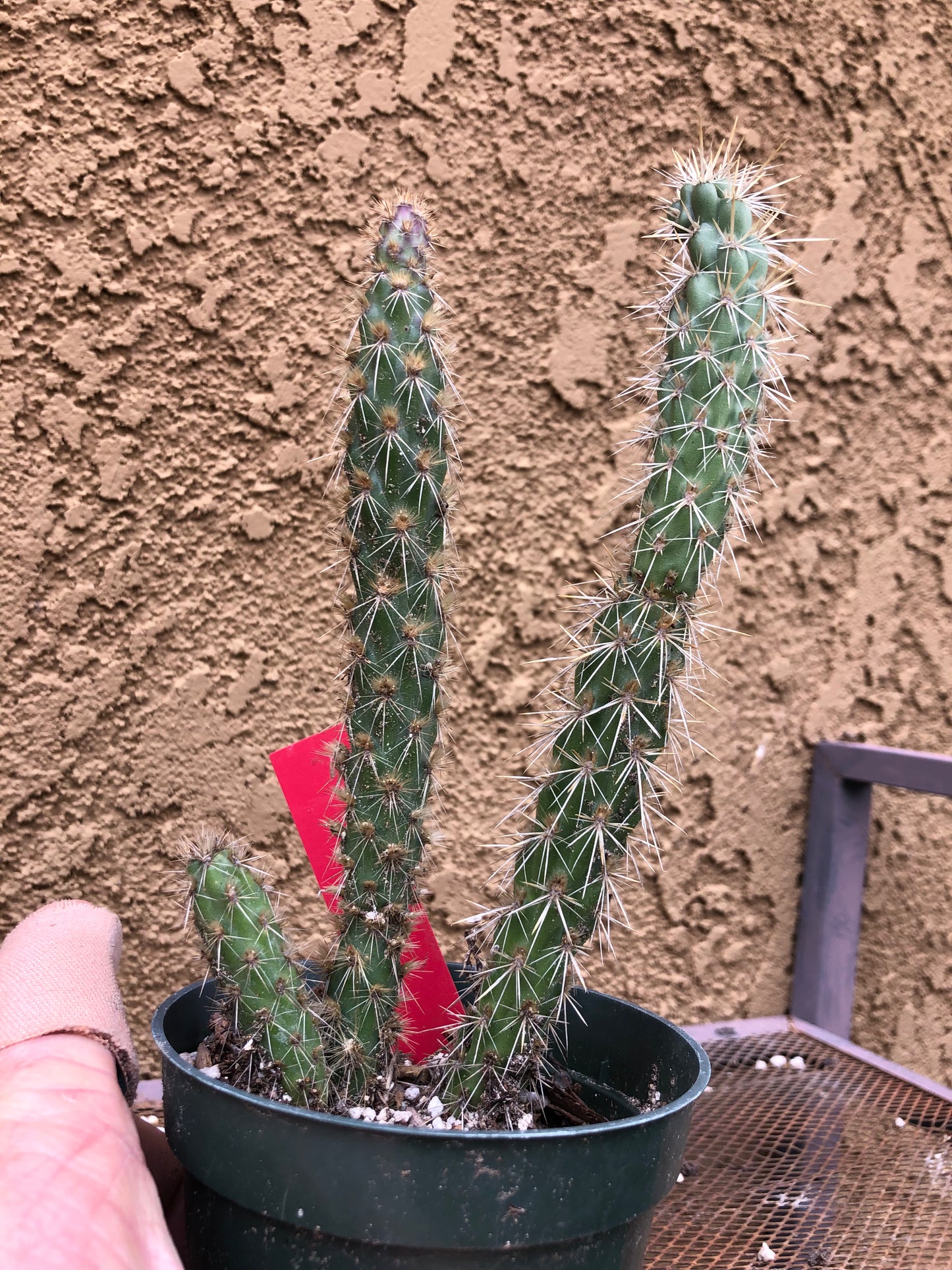 Cylindropuntia imbricata Buckhorn Cholla 7”Tall #77R