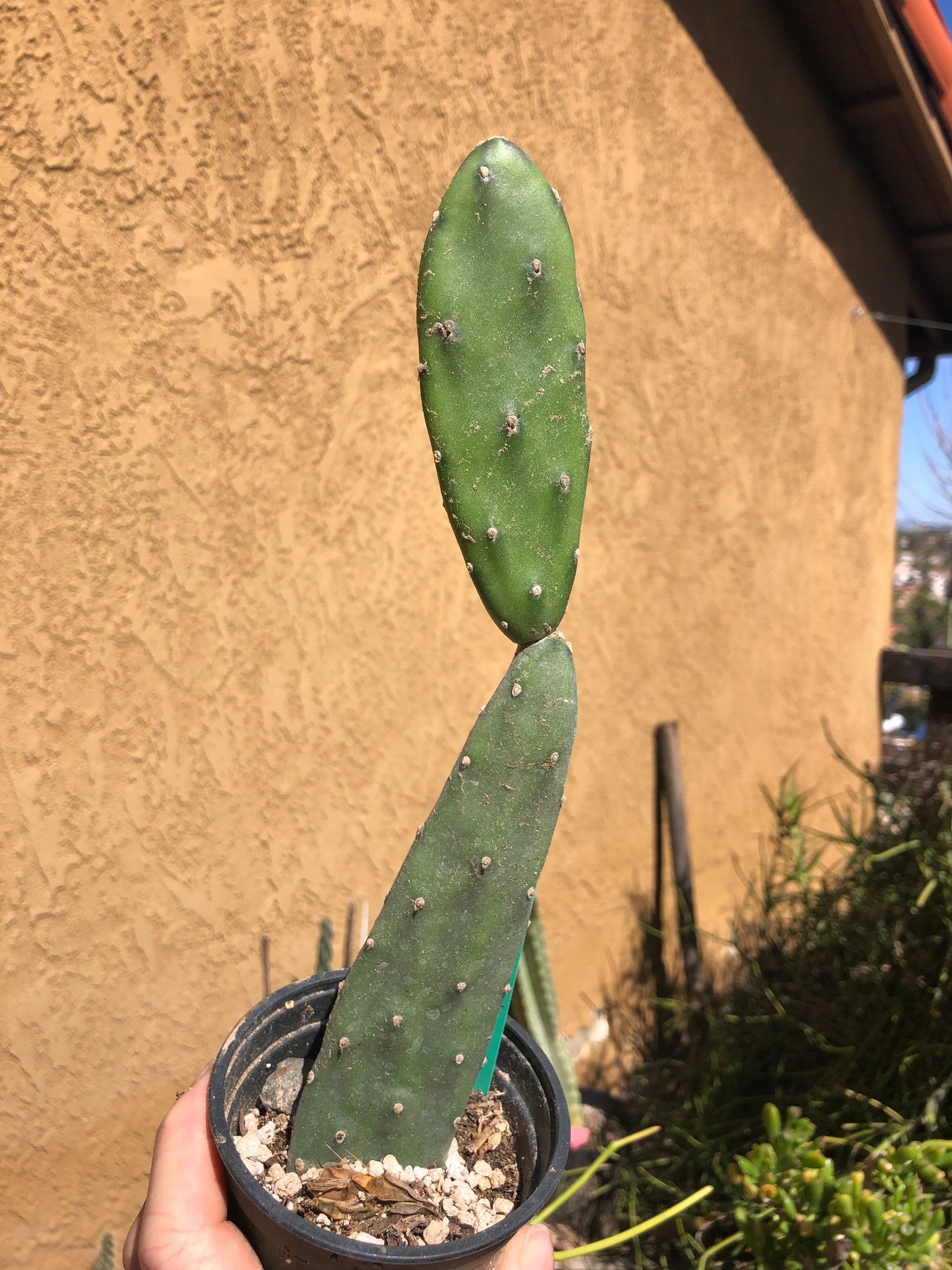 Opuntia canterae elata Ground Crawler 10.5"Tall #26G