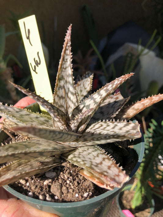Aloe~  "Lizard lips" Exotic Cultivar Dwarf Aloe 6”Wide #6Y