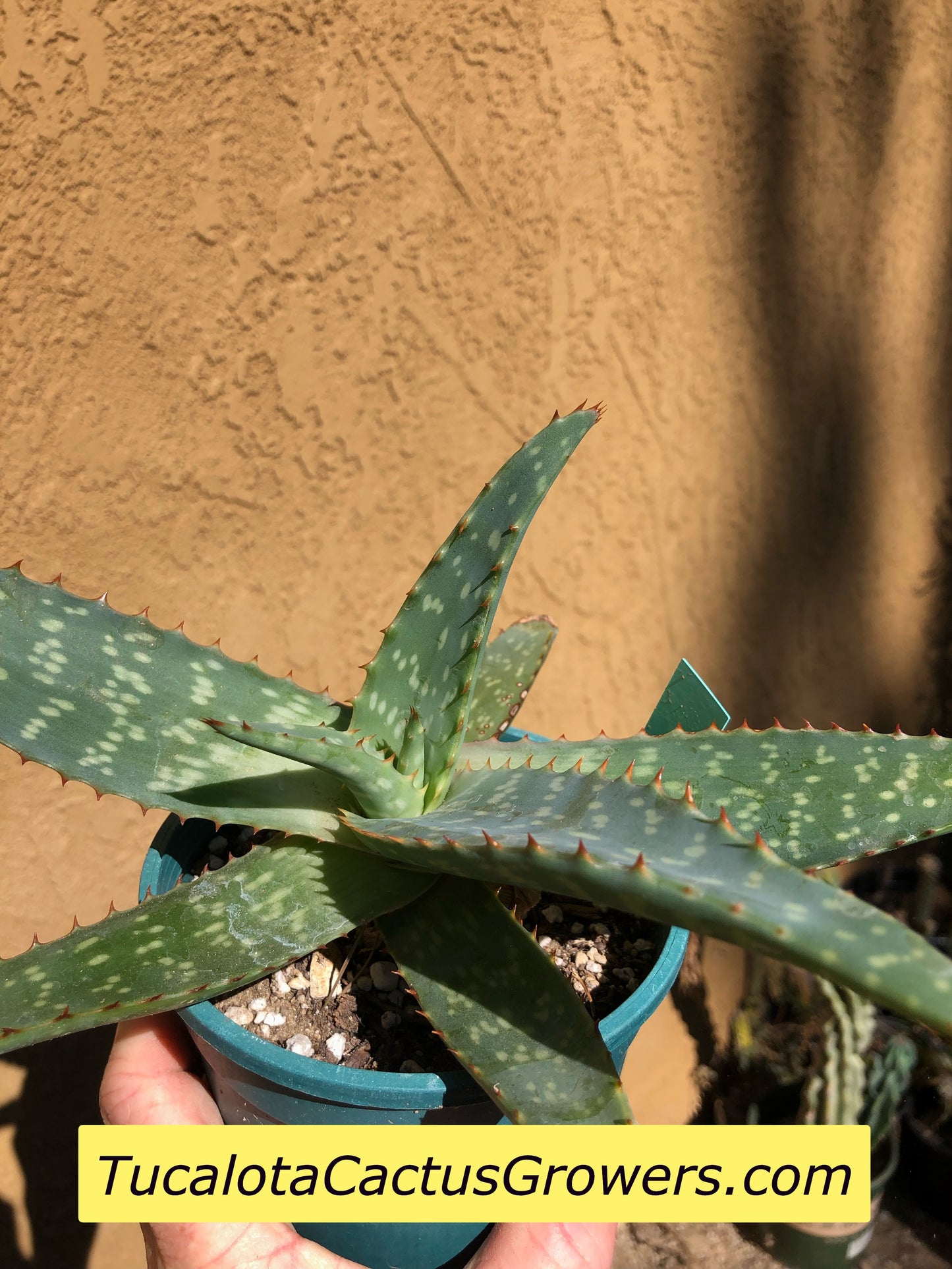 Aloe swynnertonii 13"Wide #8B