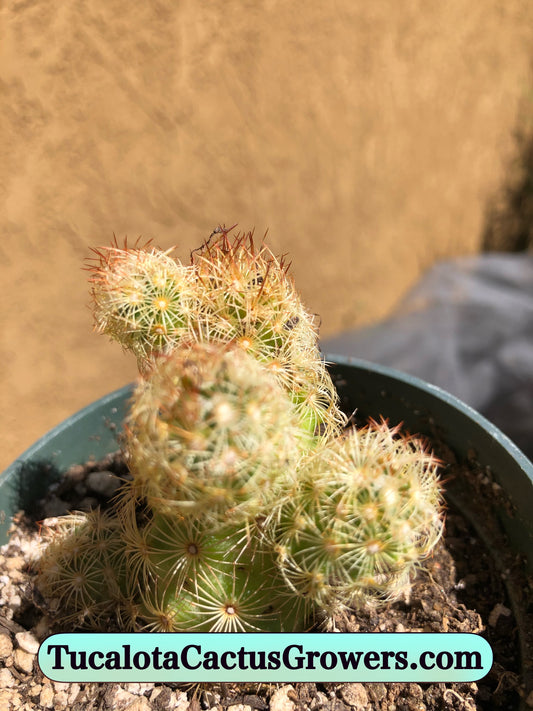 Mammillaria elongata Lady Finger 2.5" Tall #2Y