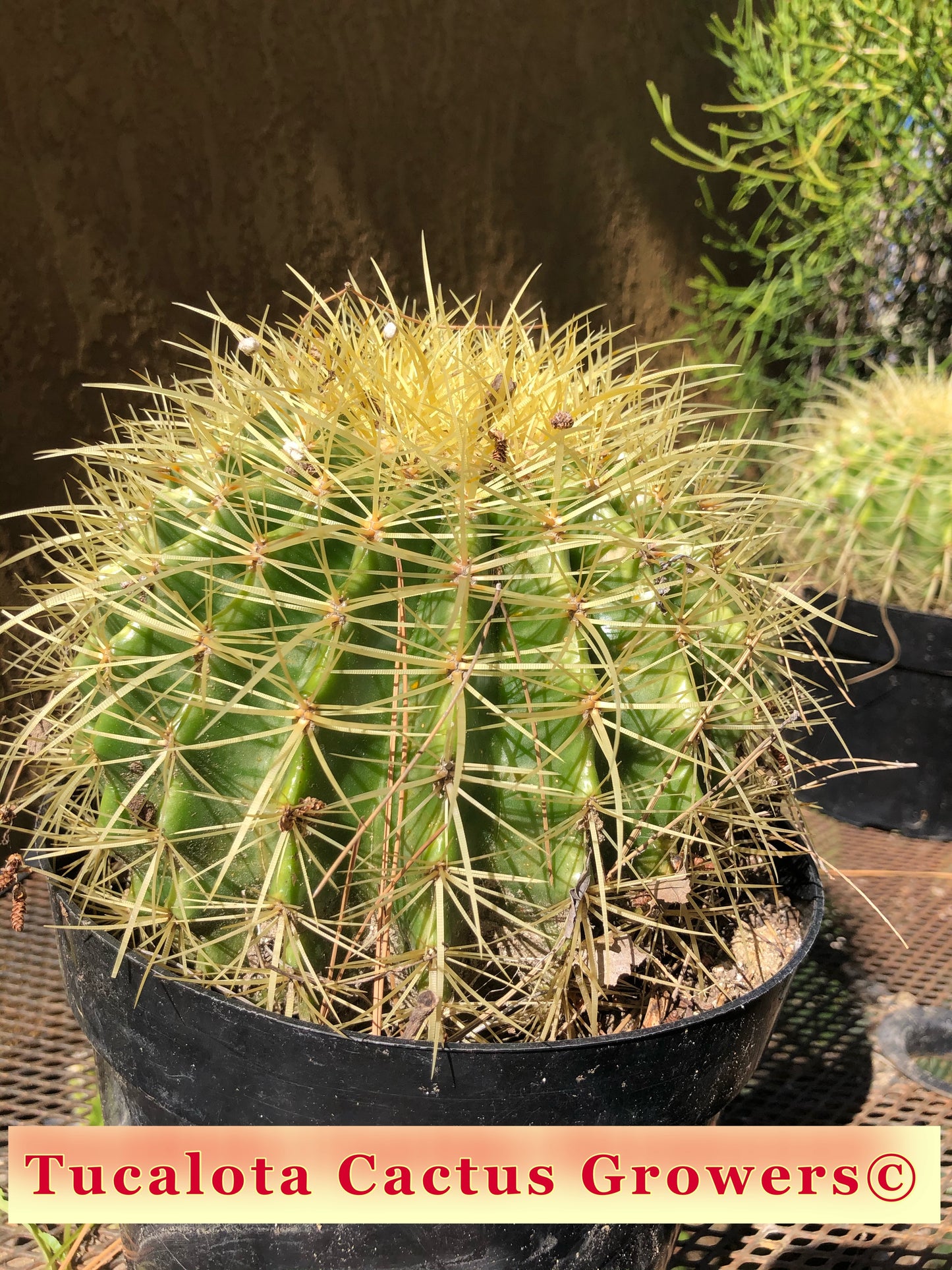 Echinocactus grusonii Golden Barrel 8"Wide