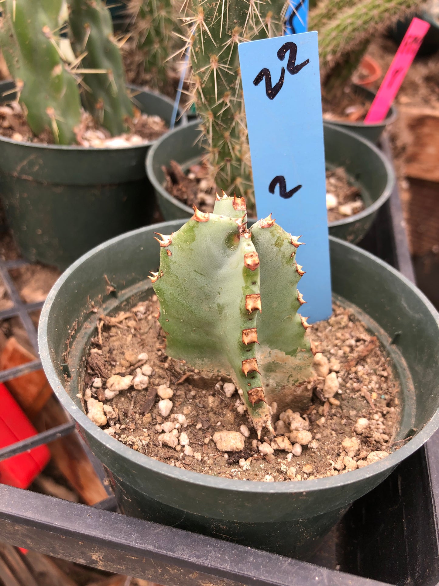 Euphorbia resinifera Moroccan Mound 2”Tall #22B