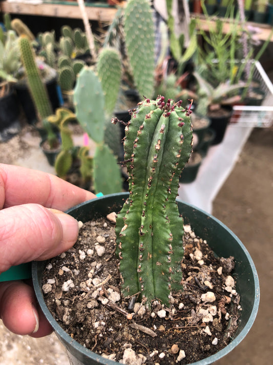 Euphorbia anoplia Green Tanzanian Zipper 3.5"Tall #6G