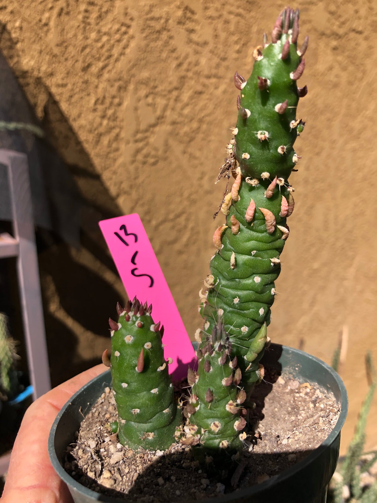 Austrocylindropuntia Cactus Gumbi Mini Eve's Needle 5"Tall #13P