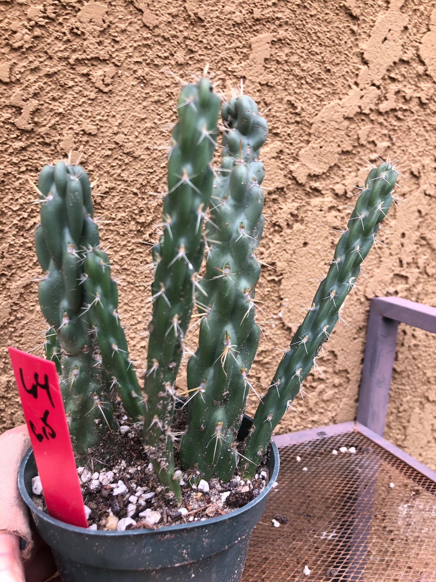 Cylindropuntia imbricata Buckhorn Cholla 6.5”Tall #64R