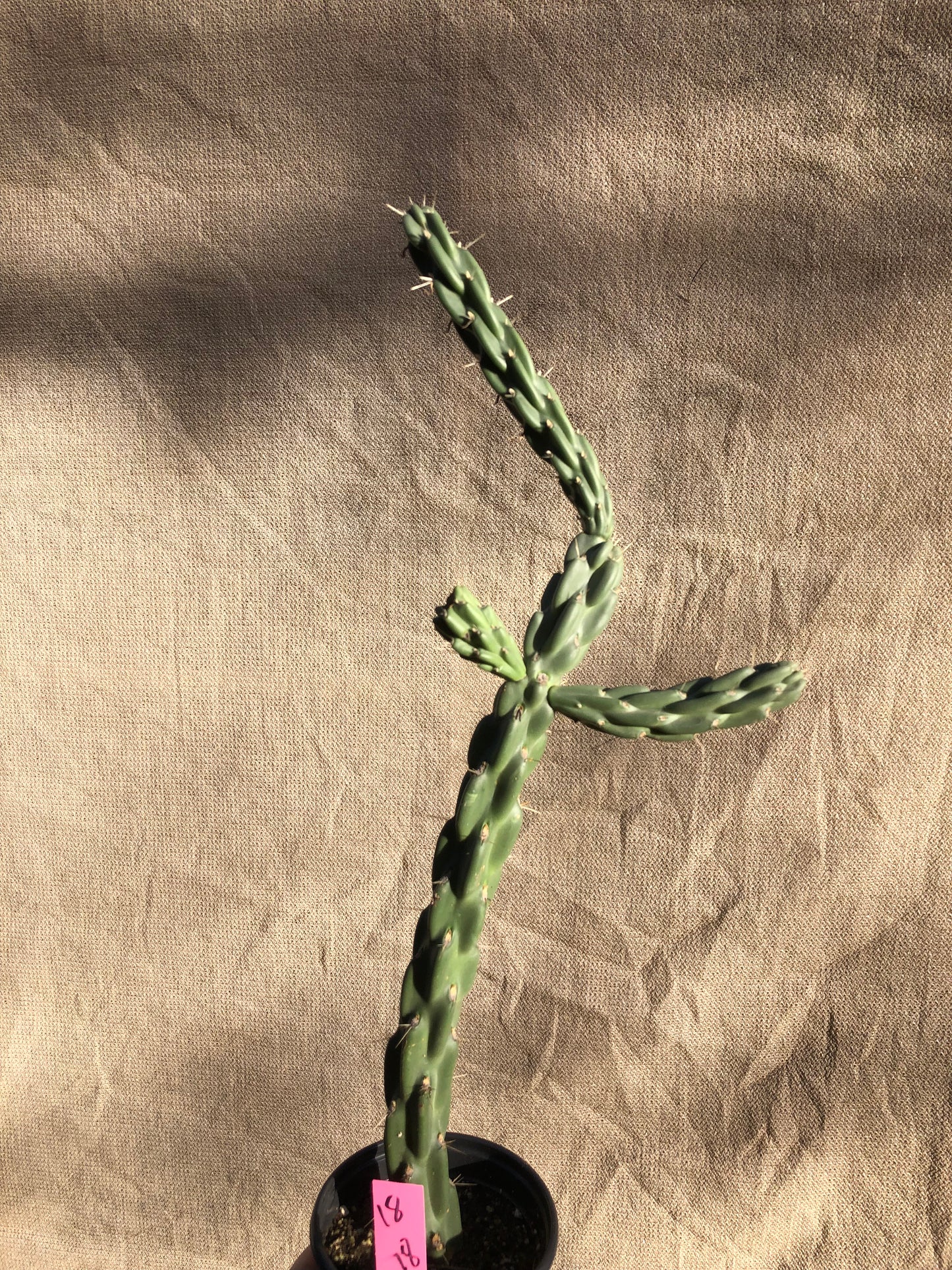 Cholla Cylindropuntia Buckhorn Cactus 18”Tall #18P