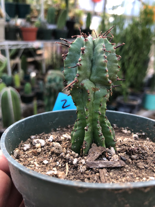 Euphorbia anoplia Green Tanzanian Zipper 2.5"Tall  #2B