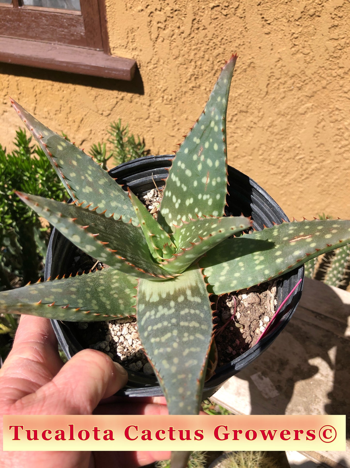 Aloe swynnertonii 10"Wide #1P