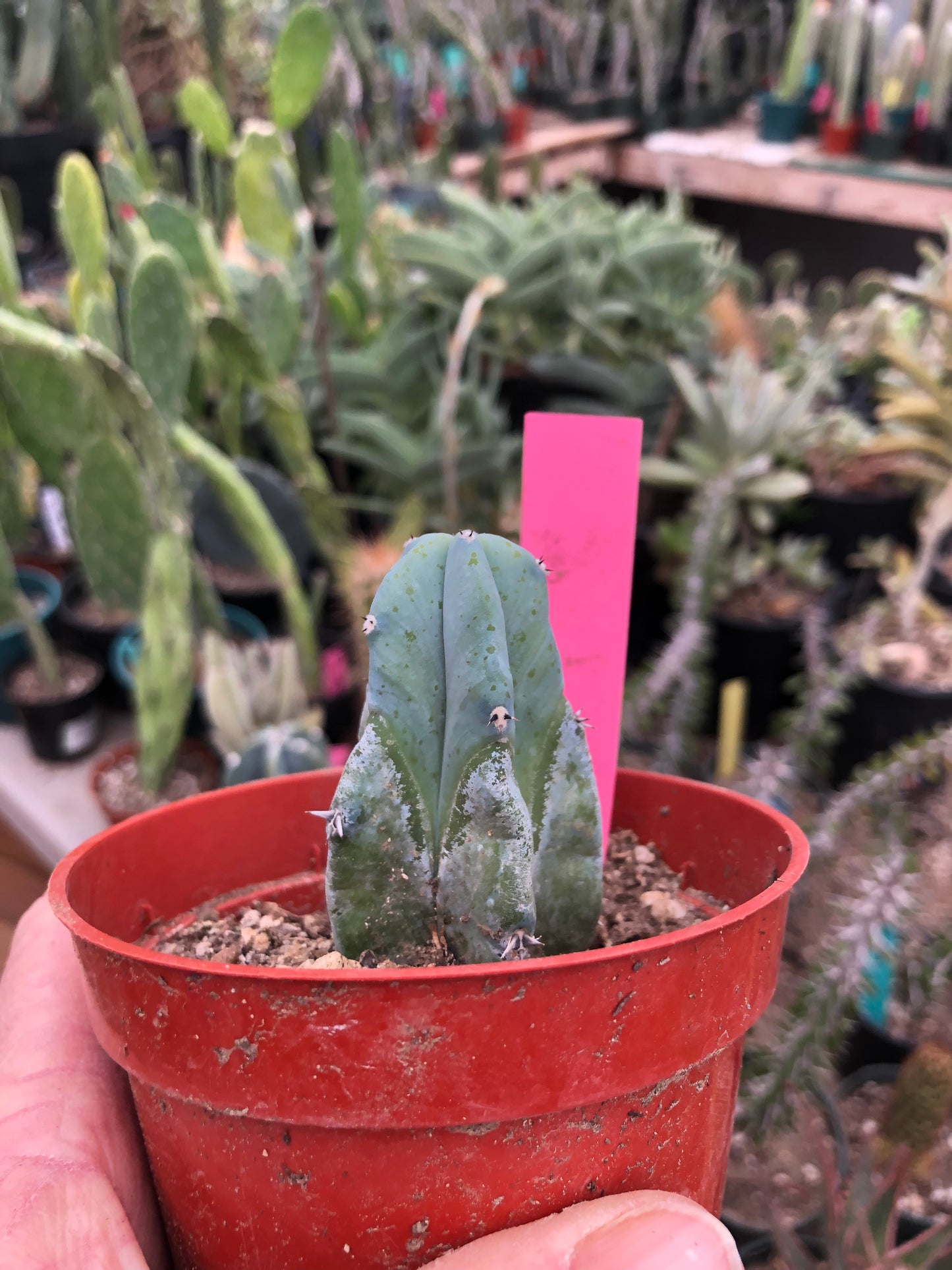 Myrtillocactus geometrizans Blue Myrtle Cactus 2.5”Tall #1P