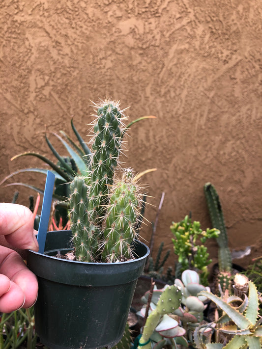 Cylindropuntia imbricata Buckhorn Cholla 6”Tall #15B