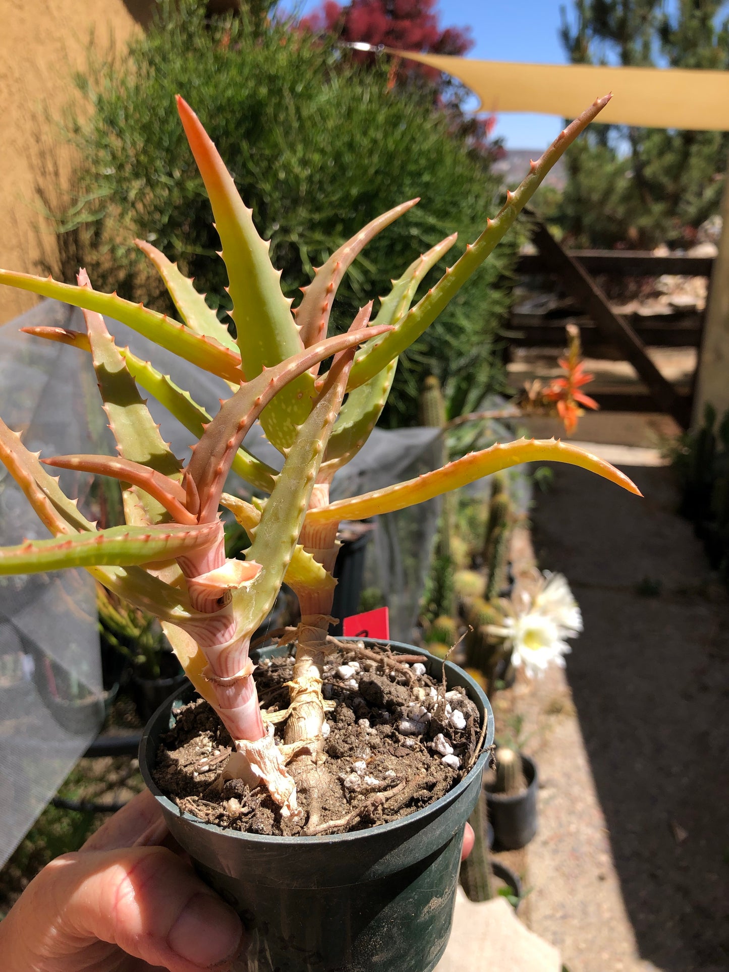 Aloe congolensis Congo Hybrid 7”T 6"W #3R