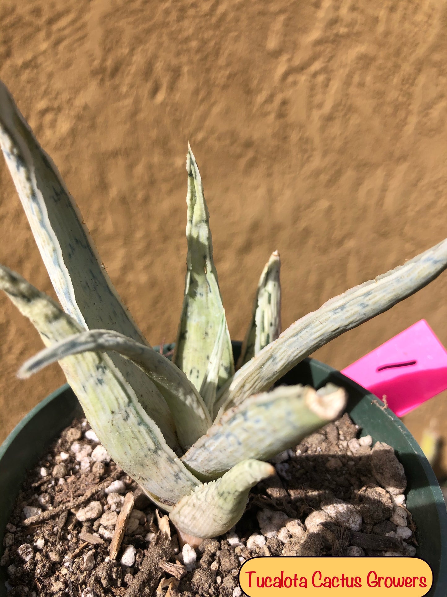 Aloe Hybrid Snow Drift 3”Wide #1P