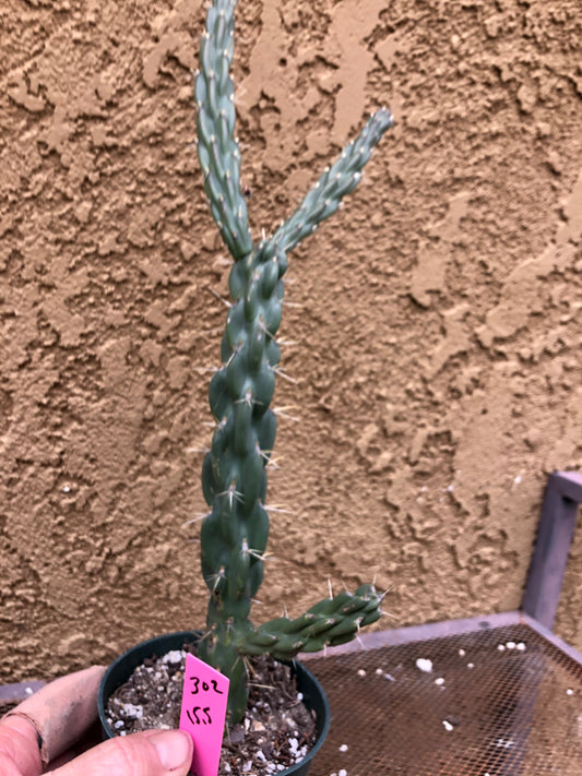 Cylindropuntia imbricata Buckhorn Cholla 15.5”Tall #302P