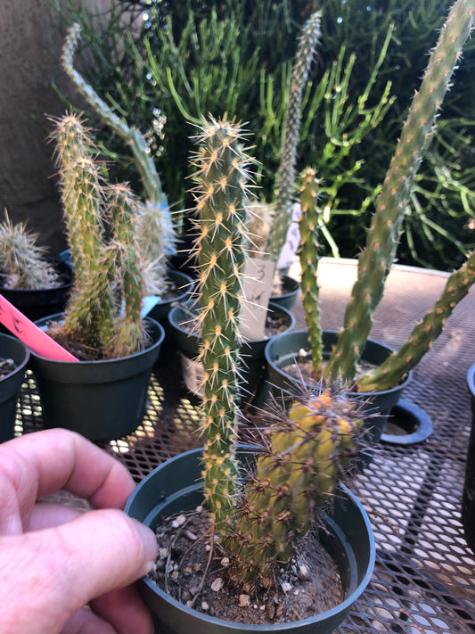 Cylindropuntia imbricata Buckhorn Cholla 7”Tall #7P