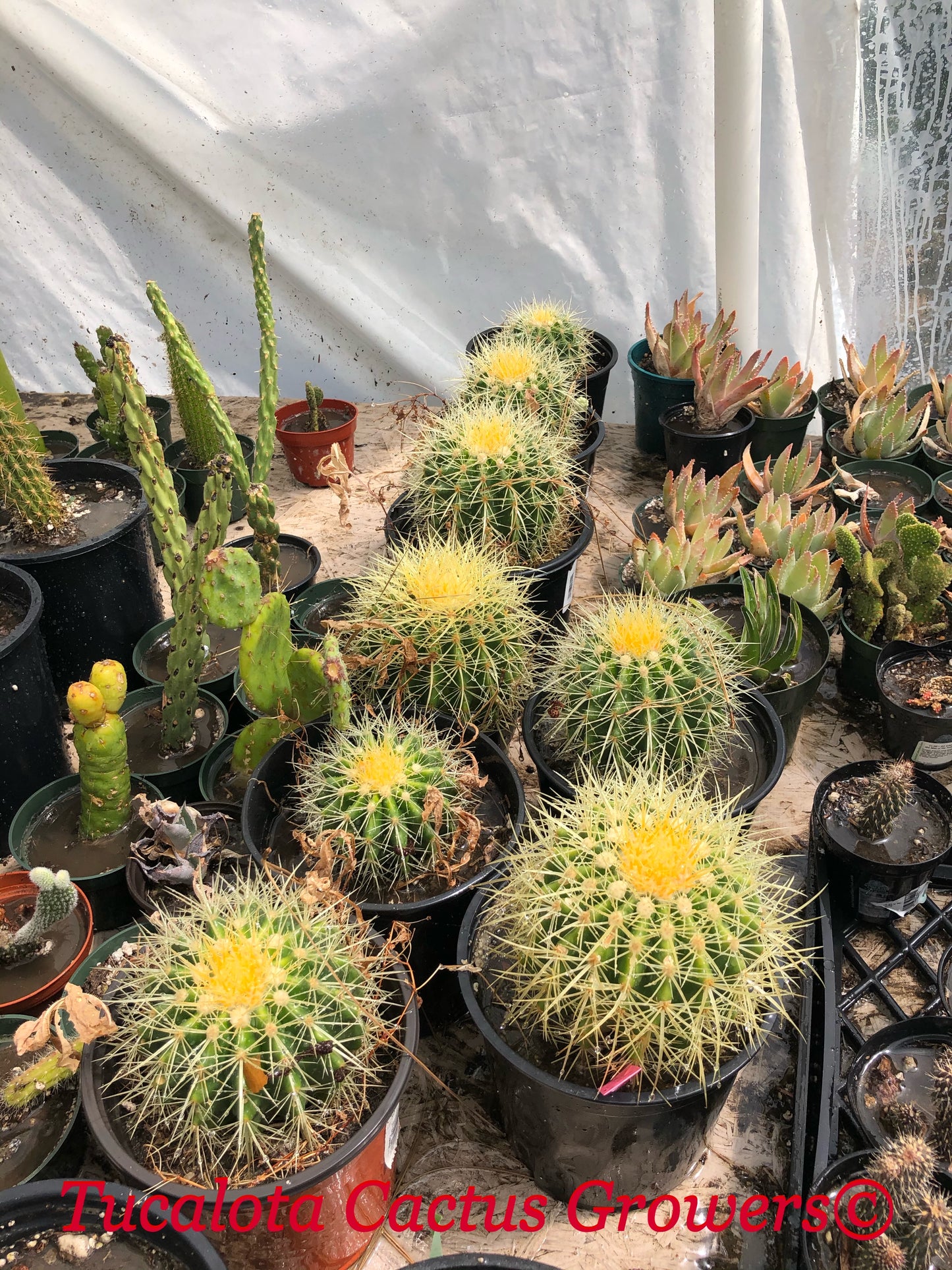 Echinocactus grusonii Golden Barrel 5"Wide