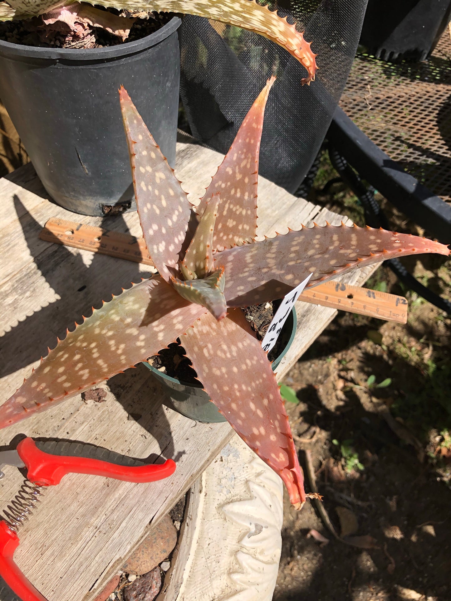 Aloe swynnertonii 9"Wide #4W