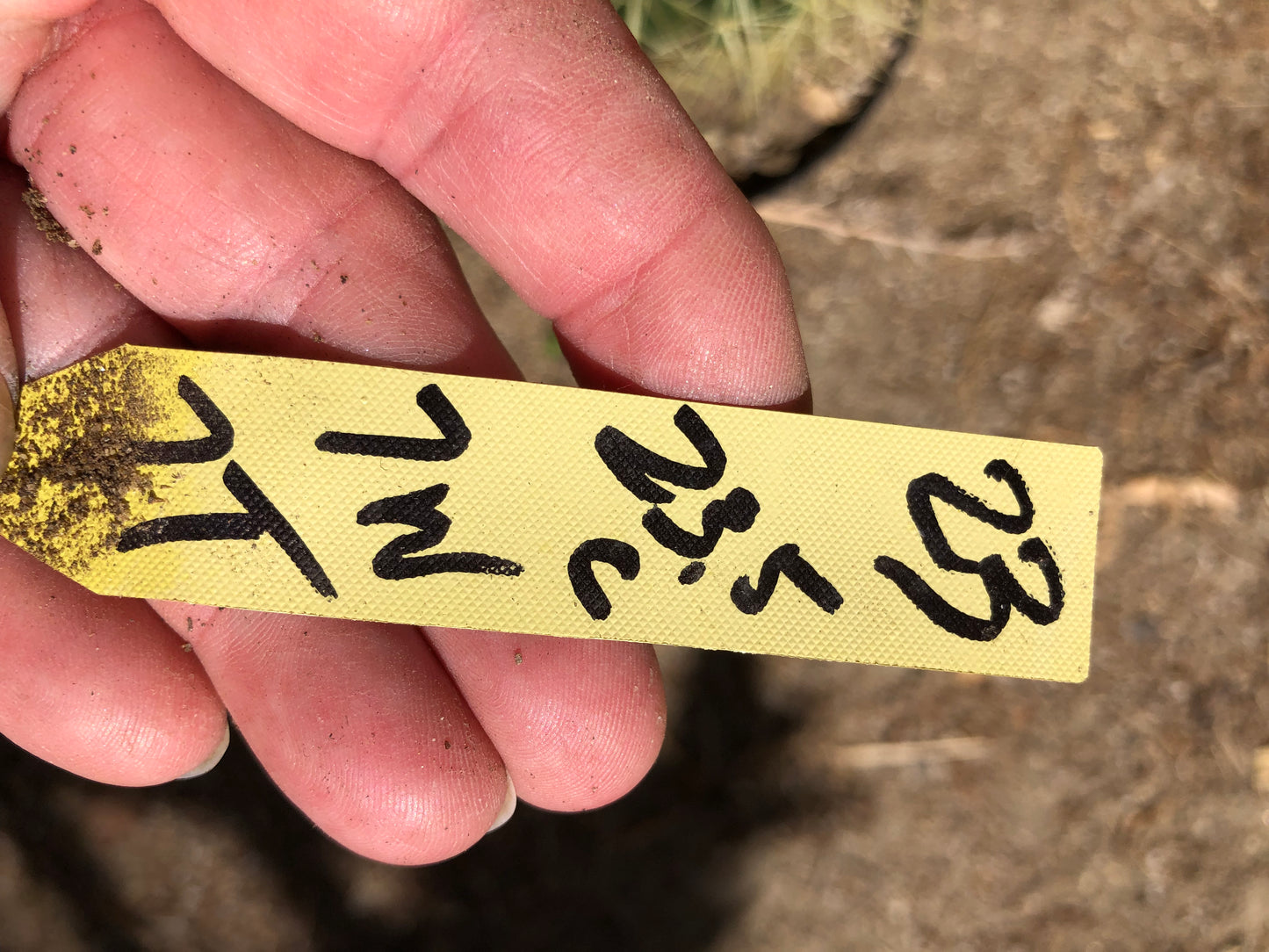 Echinocactus grusonii Golden Barrel 7"Wide #23Y