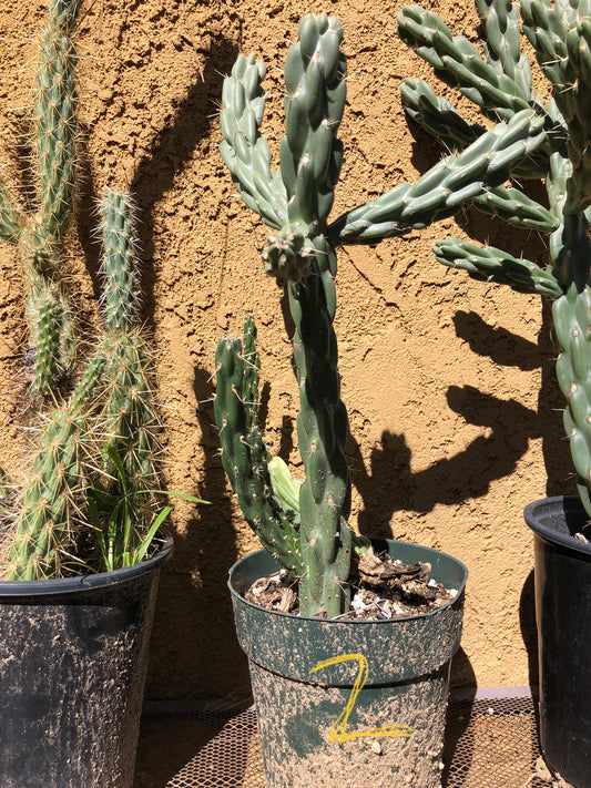 Cylindropuntia imbricata Buckhorn Cholla 16”Tall #5