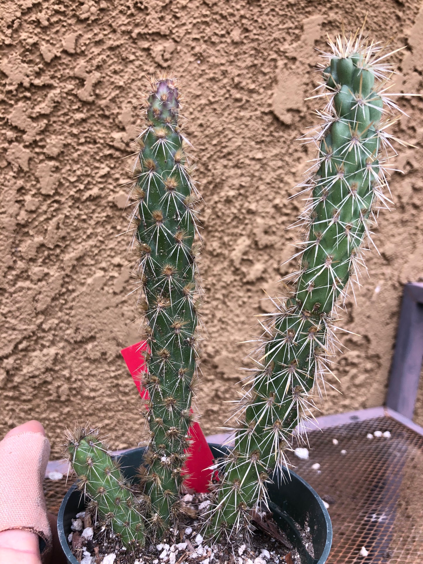 Cylindropuntia imbricata Buckhorn Cholla 7”Tall #77R