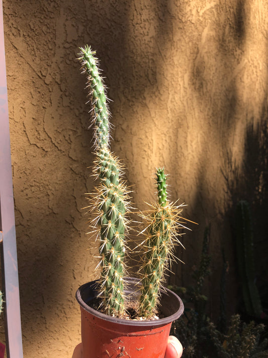 Cylindropuntia imbricata Buckhorn Cholla 10”Tall #10Y