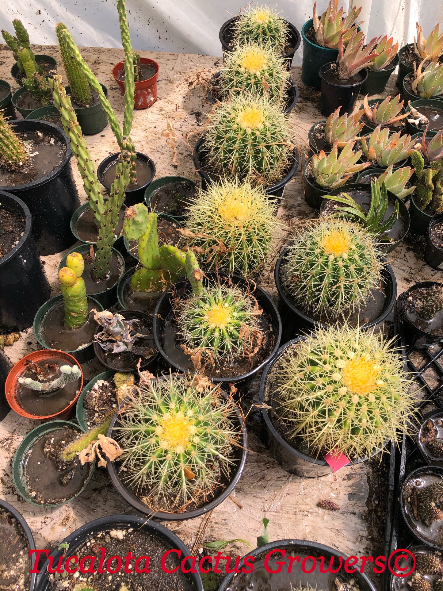 Echinocactus grusonii Golden Barrel 5"Wide