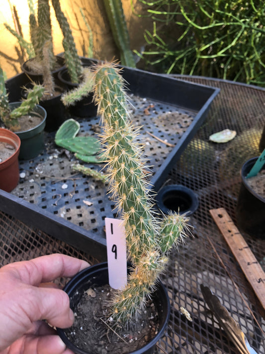 Cholla Cylindropuntia  Buckhorn 9”Tall #1W