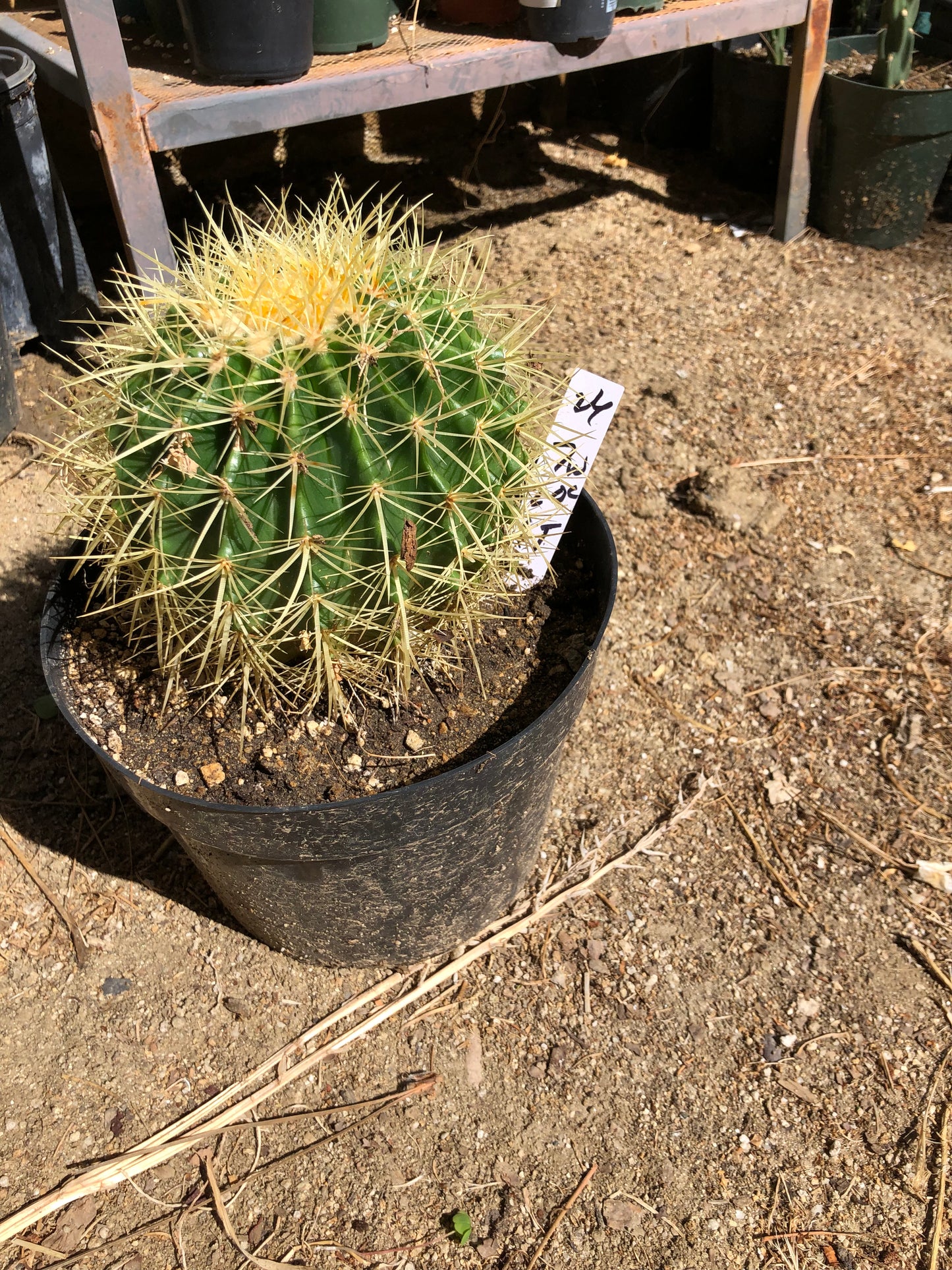 Echinocactus grusonii Golden Barrel 7"Wide #26W